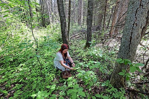 RUTH BONNEVILLE / WINNIPEG FREE PRESS 

ENT - foraging

Labrador  leaves - tea, for sore throat, chest congestion, coughs, lung infections, and other chest ailments.

Photos of  Erica Lindell as she forages a small fraction of the abundance of edible and medicinal plants around her homestead and surrounding swamp Lands northeast of Winnipeg. 
?Story: Part of a wider foraging story. Erica is a Metis woman who has lived off the land since she was 4yo. She runs foraging classes for adults as well as children, focusing on ID plants, edibility and medicinal qualities of plants. She and her family live off the land, awith as much as 70% of the food they consume coming from her garden or foraged from the wild.
 
AV Kitching

June 6th,  2023