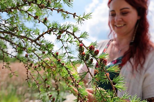 RUTH BONNEVILLE / WINNIPEG FREE PRESS 

ENT - foraging

Tamarack cones and branches

Photos of  Erica Lindell as she forages a small fraction of the abundance of edible and medicinal plants around her homestead and surrounding swamp Lands northeast of Winnipeg. 
&#x2028;Story: Part of a wider foraging story. Erica is a Metis woman who has lived off the land since she was 4yo. She runs foraging classes for adults as well as children, focusing on ID plants, edibility and medicinal qualities of plants. She and her family live off the land, awith as much as 70% of the food they consume coming from her garden or foraged from the wild.
 
AV Kitching

June 6th,  2023