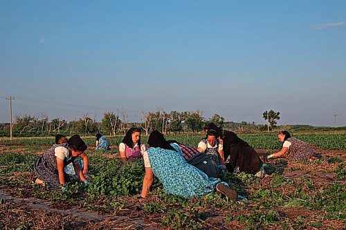 Women from Deerboine Hutterite Colony weed the colony strawberry patch early Wednesday morning. The women began weeding at 6 a.m. to avoid the extreme heat later in the day. (Tim Smith/The Brandon Sun)