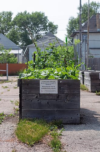 Mike Thiessen / Winnipeg Free Press
 Gardening plot at Orioles Community Garden in Winnipeg&#x2019;s West End. Orioles Community Garden boasts 40 plots, all tended free of charge by community members.  230607 &#x2013; Wednesday, June 7, 2023