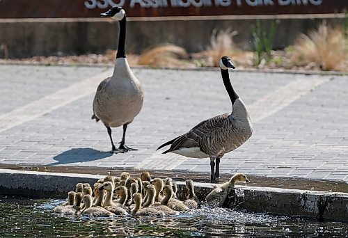 JOHN WOODS / WINNIPEG FREE PRESS
Goslings can&#x574; climb the wall to join their parents on the shore at the Assiniboine Park duckpond Tuesday, June 6, 2023. 

Re: standup