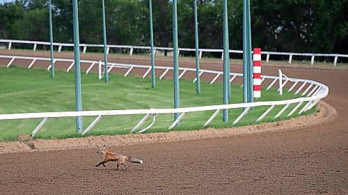 Jason Halstead / Winnipeg Free Press
A fox runs across the Assiniboia Downs race track just before the horses left the starting gate for Race 2 on June 7, 2023. It was the second time this week a fox was spotted running across the track during racing.
