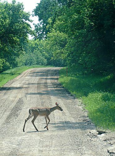 A deer crosses Park Lake Road, which leads to the Neepawa Bird Sanctuary, on Wednesday. (Miranda Leybourne/The Brandon Sun)