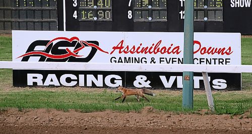 Jason Halstead / Winnipeg Free Press
A fox runs alongside the Assiniboia Downs race track just before the horses left the starting gate for Race 2 on June 7, 2023. It was the second time this week a fox was spotted running across the track during racing.
