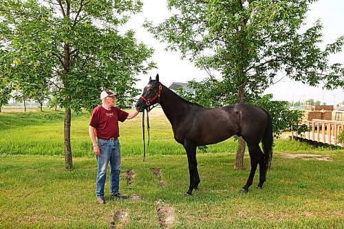 MIKE DEAL / WINNIPEG FREE PRESS
Trainer Murray Duncan won two stakes this week, with Chicago&#x2019;s Gray at his barn at Assiniboia Downs Friday morning. 
230609 - Friday, June 9, 2023