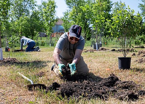 JESSICA LEE / WINNIPEG FREE PRESS

Anjum Syed removes dirt to plant a tree June 10, 2023 at Henteleff Park during a community tree planting day. Around 30 volunteers showed up and planted 100 trees and shrubs.

Stand up