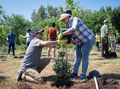 JESSICA LEE / WINNIPEG FREE PRESS

Anjum Syed (left) and Misbah Abbas work together to plant a tree June 10, 2023 at Henteleff Park during a community tree planting day. Around 30 volunteers showed up and planted 100 trees and shrubs.

Stand up