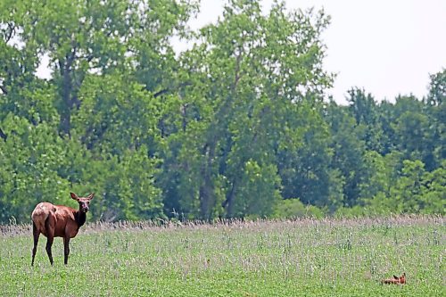 A cow elk grazes while keeping watch over a newborn calf northeast of Carberry on Monday. (Tim Smith/The Brandon Sun)