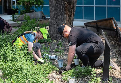 Mike Thiessen / Winnipeg Free Press 
Nicholas Candaele (left), of Downtown Community Safety Partnership&#x2019;s Cleanslate team and Duncan Scott, Downtown Biz's Streetscape coordinator, plant tobacco at Air Canada Park&#x2019;s annual planting and celebration event. The plan for Air Canada Park&#x2019;s redesign was announced at today&#x2019;s event. For Malak Abas. 230612 &#x2013; Friday, June 12, 2023