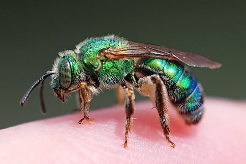 12062023
A bright metallic green and blue sweat bee perches on the finger of photographer Tim Smith at Camp Hughes west of Carberry on Monday afternoon.
(Tim Smith/The Brandon Sun)