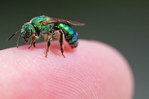 12062023
A bright metallic green and blue sweat bee perches on the finger of photographer Tim Smith at Camp Hughes west of Carberry on Monday afternoon.
(Tim Smith/The Brandon Sun)