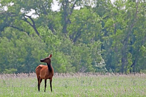 12062023
A cow elk grazes while keeping watch over a newborn calf northeast of Carberry on Monday. (Tim Smith/The Brandon Sun)