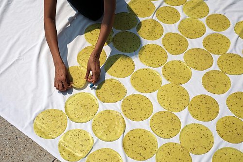 13062023
Deval Patel sets out Papdi, a crispy savoury cracker made with flour, to dry outside her home in Brandon&#x2019;s south end on Tuesday. Patel and other family members, originally from Gujarat, India, use 15 - 20 lbs of flour to make enough Papdi each summer for use throughout the year. 
(Tim Smith/The Brandon Sun)