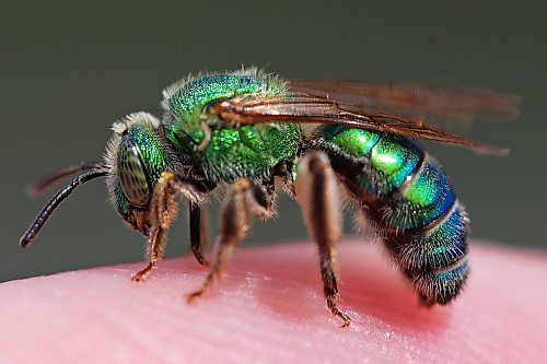 A bright metallic green and blue sweat bee perches on the finger of photographer Tim Smith at Camp Hughes west of Carberry earlier this week. (Tim Smith/The Brandon Sun)