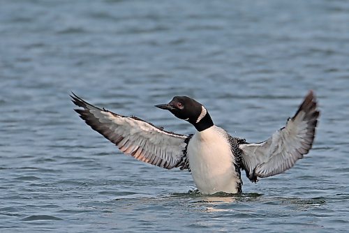 15062023
A loon stretches its wings while floating on Clear Lake in Riding Mountain National Park on Thursday morning.  (Tim Smith/The Brandon Sun)