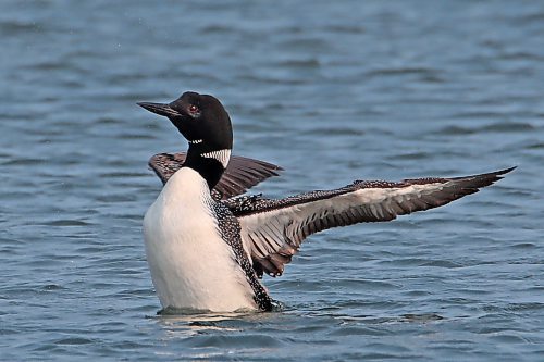 15062023
A loon stretches its wings while floating on Clear Lake in Riding Mountain National Park on Thursday morning.  (Tim Smith/The Brandon Sun)