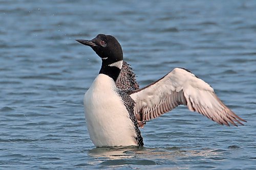 15062023
A loon stretches its wings while floating on Clear Lake in Riding Mountain National Park on Thursday morning.  (Tim Smith/The Brandon Sun)