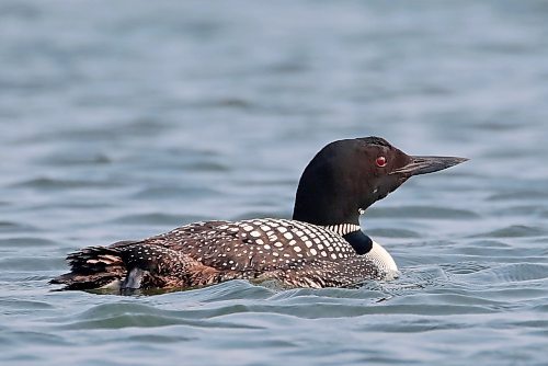 15062023
A loon floats on Clear Lake in Riding Mountain National Park on Thursday morning.  (Tim Smith/The Brandon Sun)