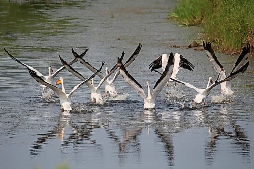 15062023
Pelicans take off from a creek along Highway 10 south of Onanole on Thursday morning.  (Tim Smith/The Brandon Sun)