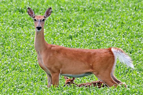 A doe watches over a fawn after nursing in a field along Grand Valley Road on Monday. (Tim Smith/The Brandon Sun)