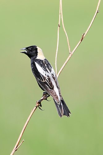 16062023
A bobolink sings from a branch northwest of Alexander, Manitoba on a hot Monday. Bobolinks winter in South America and return to North America to breed in the summer. They are considered a threatened species in Canada due to habitat loss other factors.  (Tim Smith/The Brandon Sun)