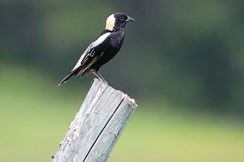 16062023
A bobolink sits atop a fencepost northwest of Alexander, Manitoba on a hot Monday. Bobolinks winter in South America and return to North America to breed in the summer. They are considered a threatened species in Canada due to habitat loss other factors.  (Tim Smith/The Brandon Sun)