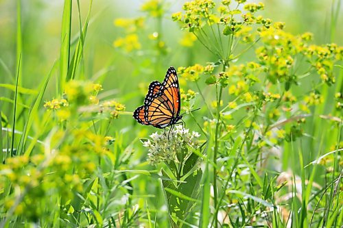 16062023
A monarch butterfly feeds on nectar northwest of Alexander, Manitoba on a hot Monday.   (Tim Smith/The Brandon Sun)