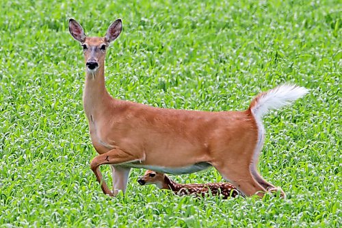 16062023
A doe watches over a fawn after nursing in a field along Grand Valley Road on Monday.  (Tim Smith/The Brandon Sun)