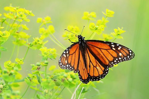 16062023
A monarch butterfly perches on a flower northwest of Alexander, Manitoba on a hot Monday.   (Tim Smith/The Brandon Sun)