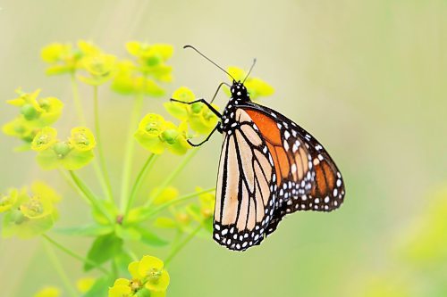 16062023
A monarch butterfly feeds on nectar northwest of Alexander, Manitoba on a hot Monday.   (Tim Smith/The Brandon Sun)