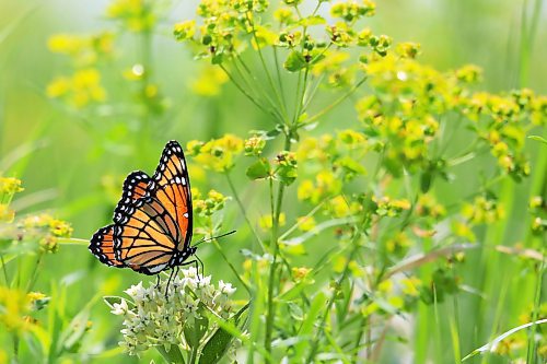 A monarch butterfly feeds on nectar northwest of Alexander earlier this week. (Tim Smith/The Brandon Sun)