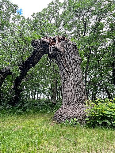 A heavy storm that rolled through western Manitoba was too much for one of Manitoba's oldest trees, which reportedly fell over sometime on Tuesday night. The Souris old oak, located in Victoria Park, was one of three trees to be designated Manitoba heritage trees in 2015, as part of an inaugural provincial Heritage Trees Program. Provincial records suggest the old oak, which is believed to be one of the oldest trees in Manitoba, was more than 550 years old. However, the RM of Souris-Glenwood website quotes a local legend that suggests the tree is more than 600 years old, and may have taken root in 1497. (Matt Goerzen/The Brandon Sun)