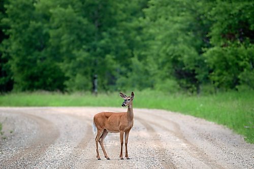 A deer pauses on Provincial Trunk Highway 19 in Riding Mountain National Park on a warm Thursday morning. (Tim Smith/The Brandon Sun)