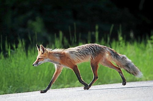 22062023
A red fox hunts along Highway 10 in Riding Mountain National Park on a warm Thursday morning.
(Tim Smith/The Brandon Sun)