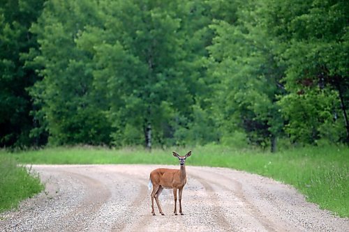 22062023
A deer pauses on PTH 19 in Riding Mountain National Park on a warm Thursday morning.
(Tim Smith/The Brandon Sun)