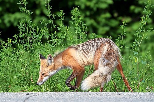 22062023
A red fox hunts along Highway 10 in Riding Mountain National Park on a warm Thursday morning.
(Tim Smith/The Brandon Sun)