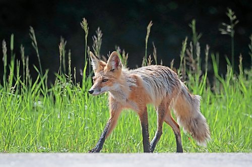 22062023
A red fox hunts along Highway 10 in Riding Mountain National Park on a warm Thursday morning.
(Tim Smith/The Brandon Sun)