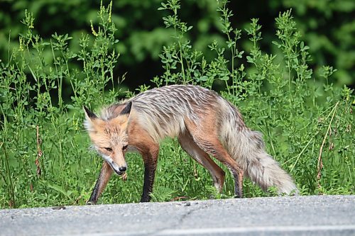 22062023
A red fox hunts along Highway 10 in Riding Mountain National Park on a warm Thursday morning.
(Tim Smith/The Brandon Sun)
