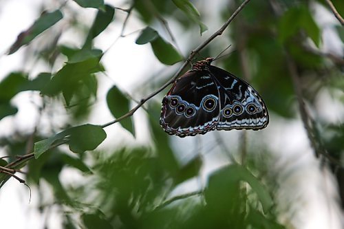 (Daniel Crump / Winnipeg Free Press files). A butterfly rests on a branch in the butterfly biome on the third floor of The Leaf. The new indoor gardens in Assinnboine Park will open to paying customers soon. November 19, 2022.