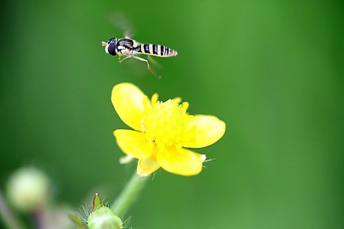 A syrphid fly departs a yellow wildflower in a field north of Brandon on Friday afternoon. (Matt Goerzen/The Brandon Sun)