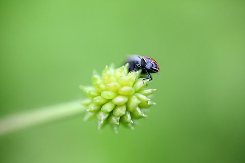 A small beetle clambers over a budding wildflower in a field north of Brandon on Friday afternoon. (Matt Goerzen/The Brandon Sun)