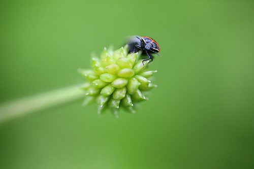 A small beetle clambers over a budding wildflower in a field north of Brandon on Friday afternoon. (Matt Goerzen/The Brandon Sun)