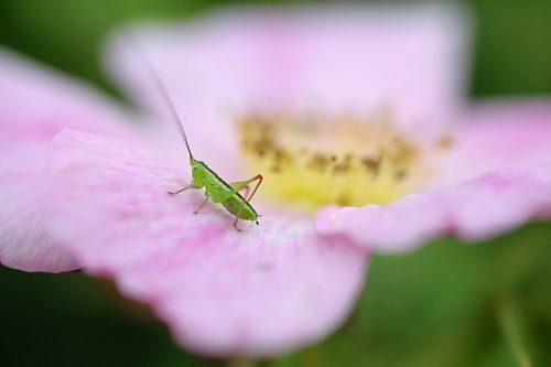 A young grasshopper rests upon a wild rose petal in a ditch along a gravel road north of Brandon. (Matt Goerzen/The Brandon Sun)