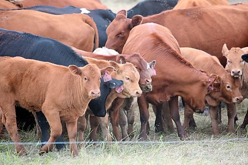 Flies swarm around a herd of irritated cattle and calves along Highway 10 north of Brandon on Friday afternoon. (Matt Goerzen/The Brandon Sun)