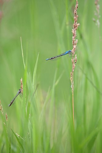 A blue damselfly rests in a ditch north of Brandon on Friday afternoon. (Matt Goerzen/The Brandon Sun)