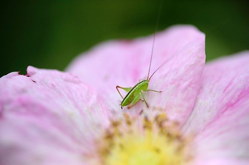 A young grasshopper rests upon a wild rose petal in a ditch along a gravel road north of Brandon. (Matt Goerzen/The Brandon Sun)