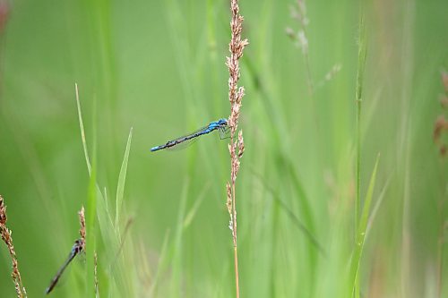 A blue damselfly rests in a ditch north of Brandon on Friday afternoon. (Matt Goerzen/The Brandon Sun)