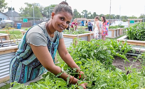 RUTH BONNEVILLE / WINNIPEG FREE PRESS

local - new Community Garden

Photo of Teberh Zeru, who immigrated from Eritrea, in her  garden plot at the  community Garden. 


COMMUNITY GARDEN: A new community garden, the Green Haven Community Garden, gives St. James seniors, school kids and new Canadian families living on Lyle Street a space to grow food and get to know one another. CIERRA w/staff PHOTO



June 23rd, 2023
