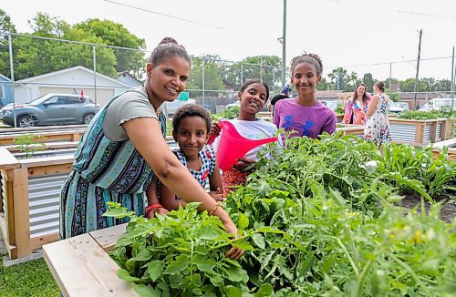 RUTH BONNEVILLE / WINNIPEG FREE PRESS

local - new Community Garden

Photo of Teberh Zeru, who immigrated from Eritrea, with her children working in their  garden plot at the  community Garden. 

Names: Teberh Zeru (mom) with Delina (10yrs), Deborah (9yrs) and Zion (7yrs).  

COMMUNITY GARDEN: A new community garden, the Green Haven Community Garden, gives St. James seniors, school kids and new Canadian families living on Lyle Street a space to grow food and get to know one another. CIERRA w/staff PHOTO



June 23rd, 2023
