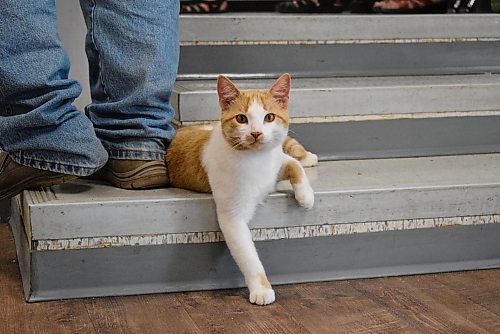 A local stray cat joined the fundraiser festivities on Sunday. (Geena Mortfield/The Brandon Sun)